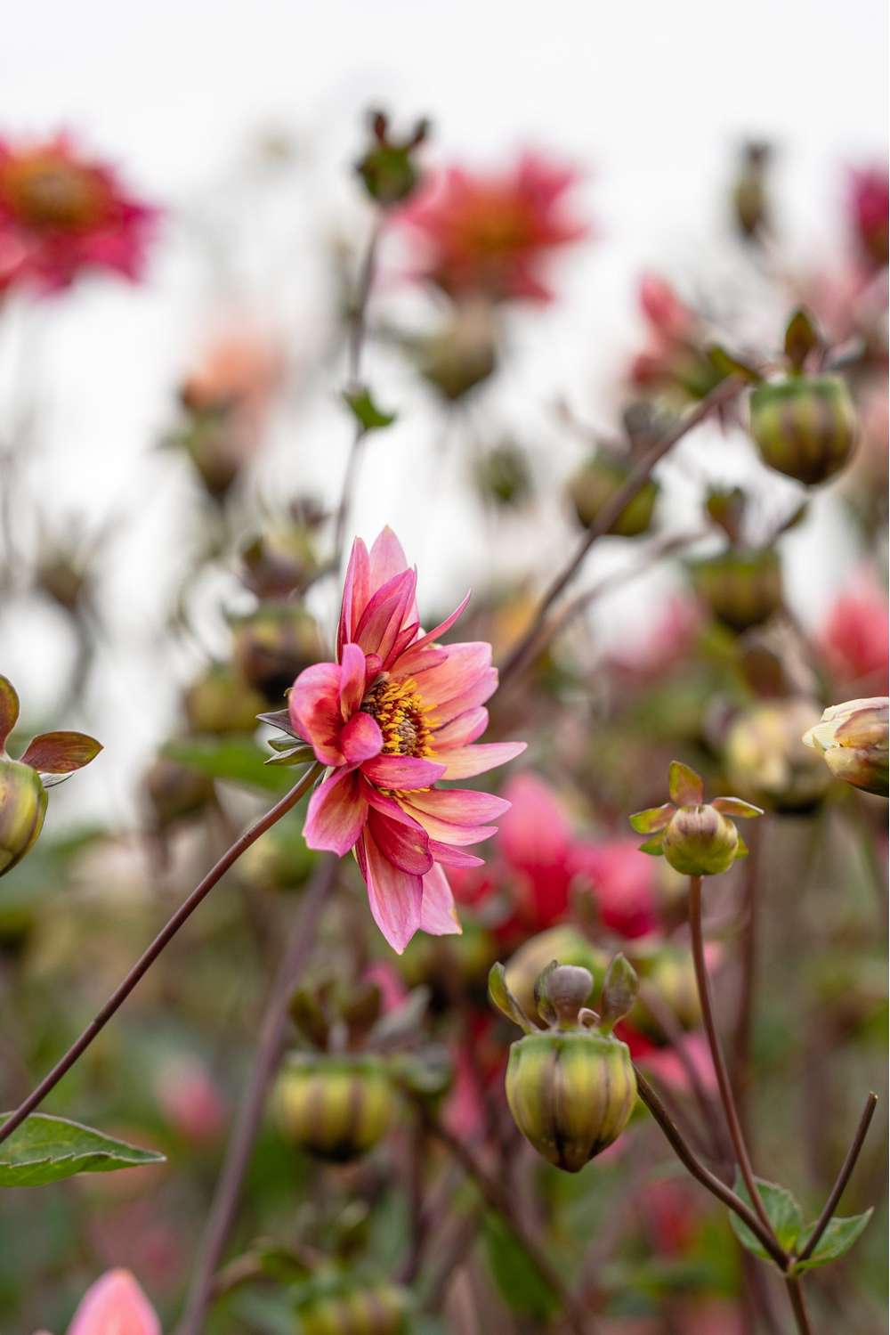 Dahlia 'Princess Nadine'